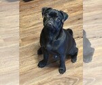 Small #1 Breeder Profile image