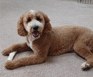 Goldendoodle Dog Breeder near COLLINSVILLE, IL, USA