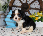 Small #38 Breeder Profile image