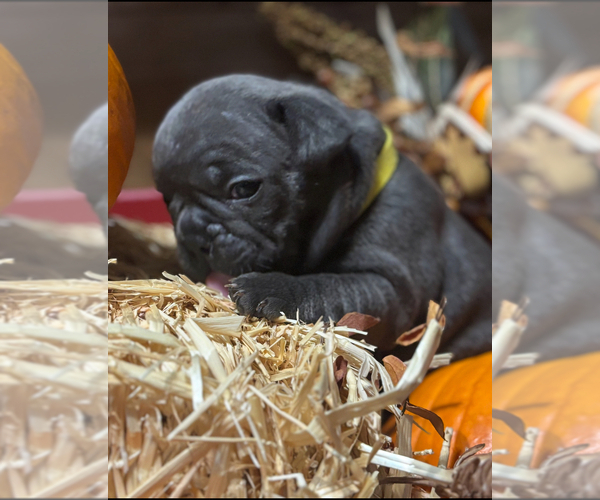 Medium Photo #4  Breeder Profile in ASHLEY, IL, USA