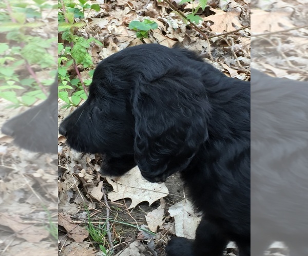 Medium Photo #51  Breeder Profile in LAKE GEORGE, NY, USA
