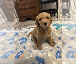 Small #16 Breeder Profile image