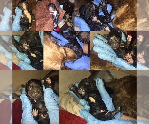 Medium Photo #1  Breeder Profile in BOULEVARD, NY, USA