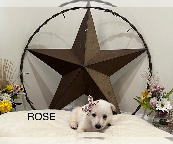 Medium Photo #10  Breeder Profile in GRIFFIN, GA, USA