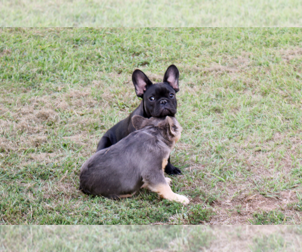 Medium Photo #32  Breeder Profile in LONGVIEW, TX, USA
