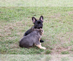Small #31 Breeder Profile image