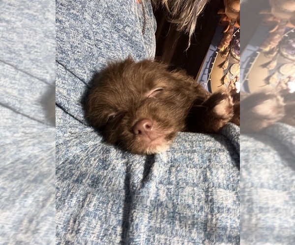 Medium Photo #1  Breeder Profile in LAFAYETTE, MS, USA