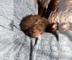 Eskipoo (Miniature) Dog Breeder near LAFAYETTE, MS, USA