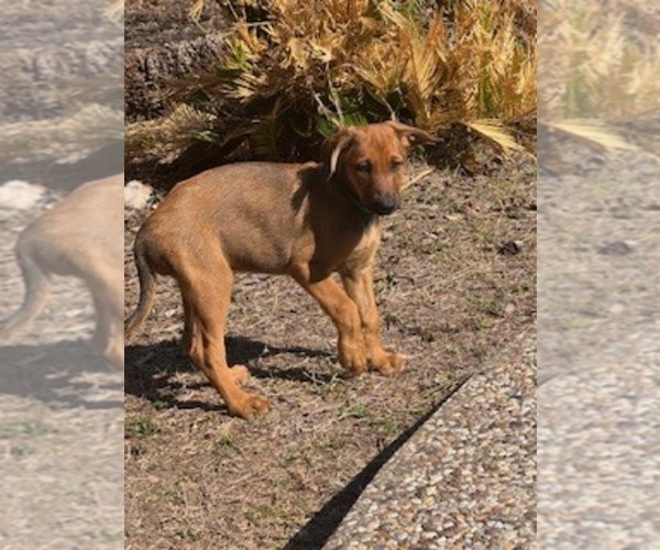 Medium Photo #4  Breeder Profile in SAN ANTONIO, TX, USA