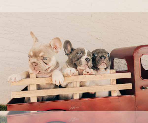 Medium Photo #3  Breeder Profile in CAPE CORAL, FL, USA