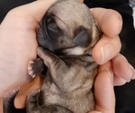 Small breeder photo