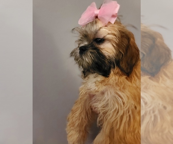 Medium Photo #11  Breeder Profile in WESLEY CHAPEL, FL, USA