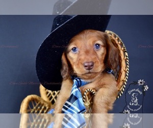 Dachshund Dog Breeder near SEMINARY, MS, USA