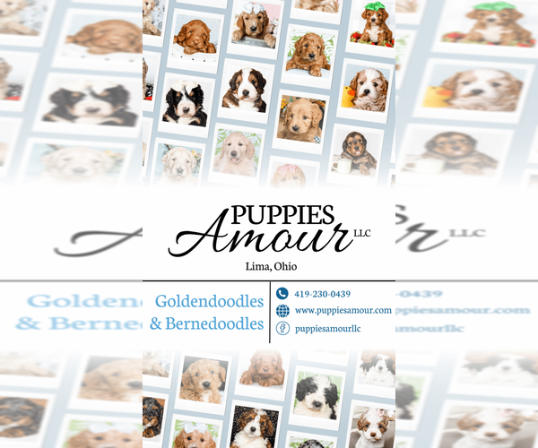 Medium Photo #1  Breeder Profile in LIMA, OH, USA