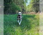 Small #1 Breeder Profile image