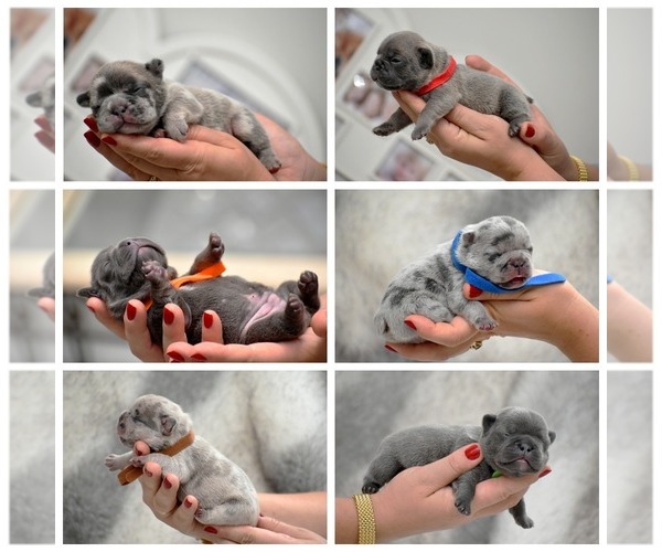 Medium Photo #1  Breeder Profile in ALPHARETTA, GA, USA