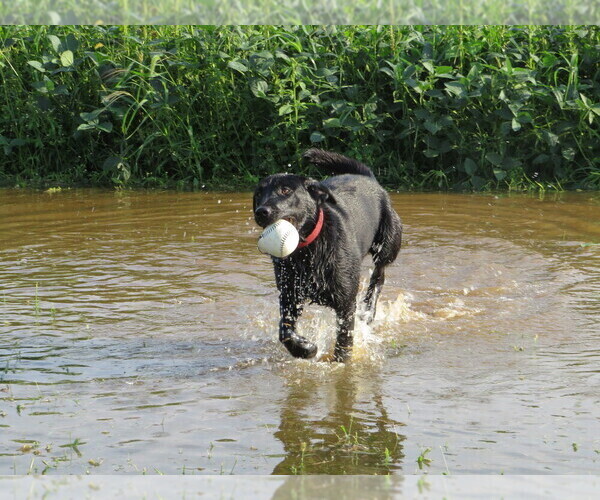 Medium Photo #13  Breeder Profile in LOUDONVILLE, OH, USA