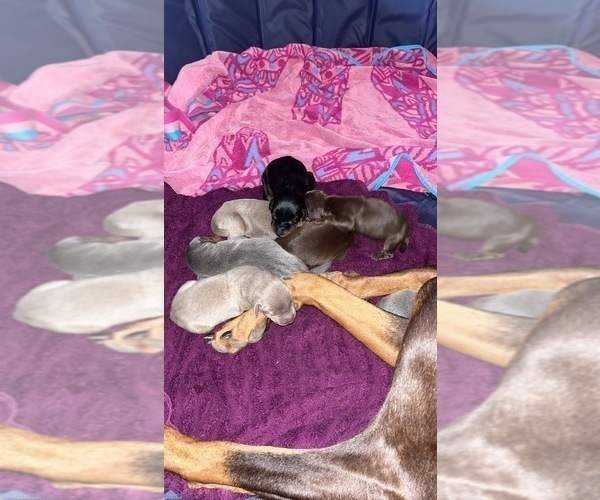 Medium Photo #16  Breeder Profile in CORRIGAN, TX, USA