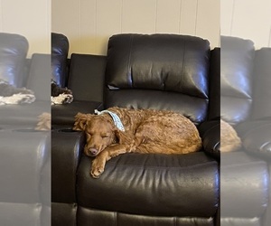 Main photo of Goldendoodle Dog Breeder near BRISTOL, VA, USA