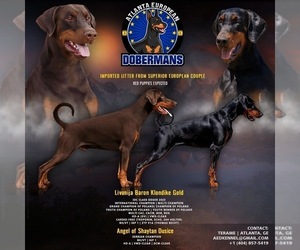 Doberman Pinscher Dog Breeder near ATLANTA, GA, USA