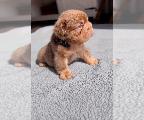 Medium Photo #1  Breeder Profile in PALM CITY, FL, USA