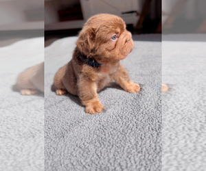 French Bulldog Dog Breeder near PALM CITY, FL, USA