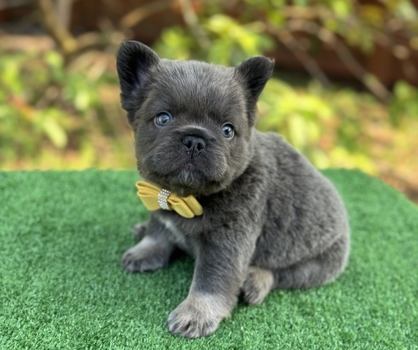 Medium Photo #5  Breeder Profile in PALM BAY, FL, USA