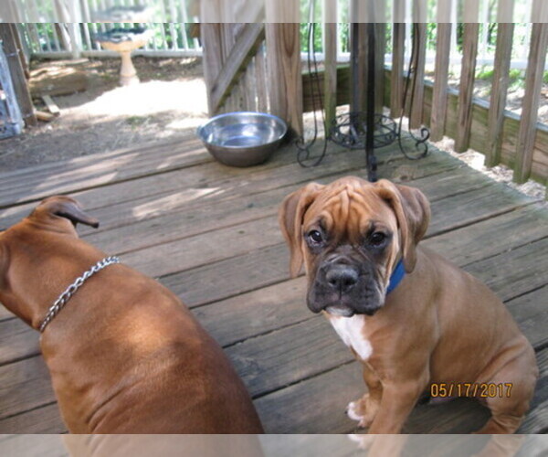 Medium Photo #1  Breeder Profile in BLAIRSVILLE, GA, USA