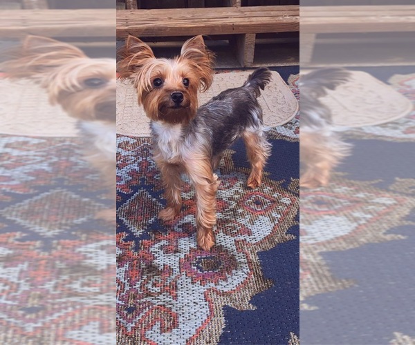 Medium Photo #1  Breeder Profile in TAYLORSVILLE, MS, USA