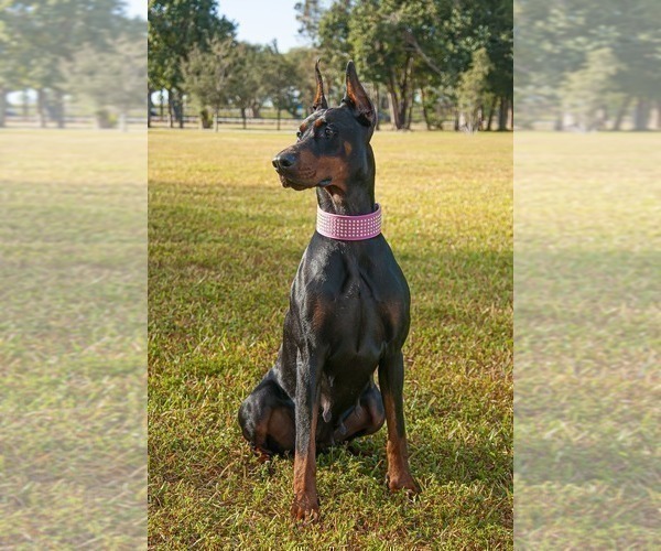 Medium Photo #3  Breeder Profile in FORT LAUDERDALE, FL, USA