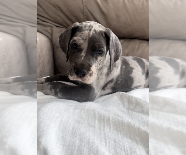 Medium Photo #15  Breeder Profile in COVINGTON, LA, USA