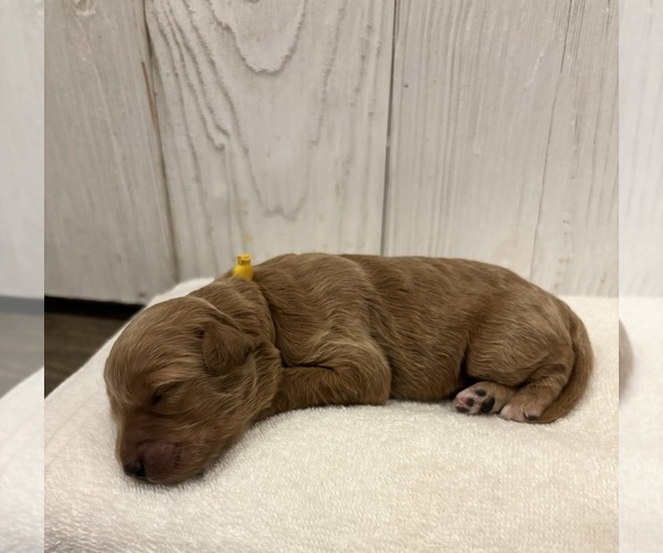 Medium Photo #32  Breeder Profile in FLAT ROCK, NC, USA