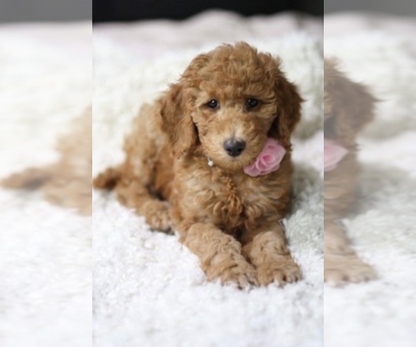 Medium Photo #1  Breeder Profile in DALLAS, TX, USA