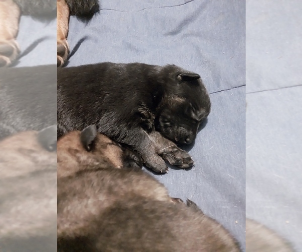 Medium Photo #10  Breeder Profile in MOUNTAIN LAKE, MN, USA