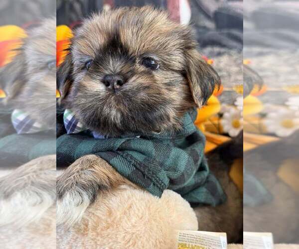Medium Photo #13  Breeder Profile in SANDOWN, NH, USA