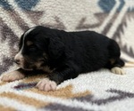Small #7 Breeder Profile image