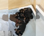 Small #14 Breeder Profile image