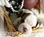 Small breeder photo