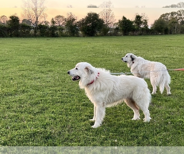 Medium Photo #17  Breeder Profile in FRANKLINTON, LA, USA
