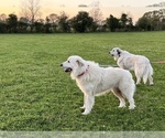 Small #16 Breeder Profile image