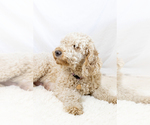 Small #31 Breeder Profile image