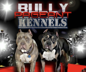 American Bully Dog Breeder near PIKESVILLE, MD, USA