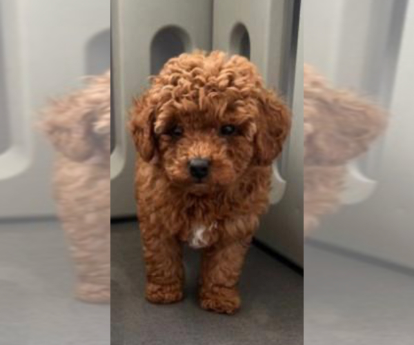 Medium Photo #10  Breeder Profile in MATTOON, IL, USA
