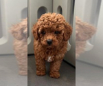 Small #9 Breeder Profile image