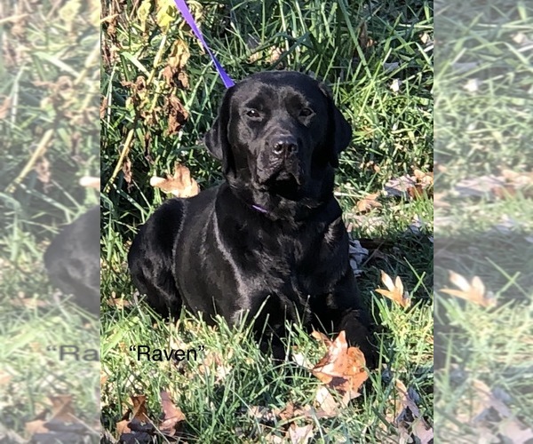 Medium Photo #18  Breeder Profile in RADFORD, VA, USA