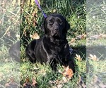 Small #17 Breeder Profile image