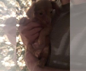 Main photo of Chiweenie Dog Breeder near YAKIMA, WA, USA