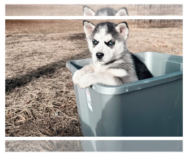 Medium Photo #1  Breeder Profile in LEON, IA, USA