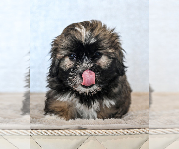 Medium Photo #29  Breeder Profile in STUART, FL, USA