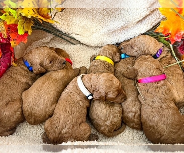 Medium Photo #5  Breeder Profile in JACKSONVILLE, FL, USA